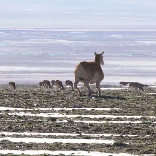 Feature: Robotic guardian joins Tibetan antelope herd